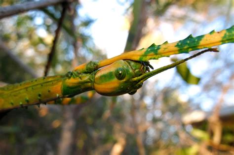 Images by Christine Walsh: Australian Insects