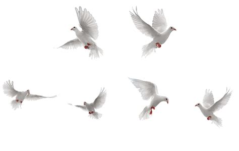 Bird White Background