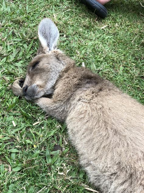 Baby kangaroo sleeping Kangaroo, Sleep, Nature, Baby, Animals, Baby Bjorn, Naturaleza, Animales ...