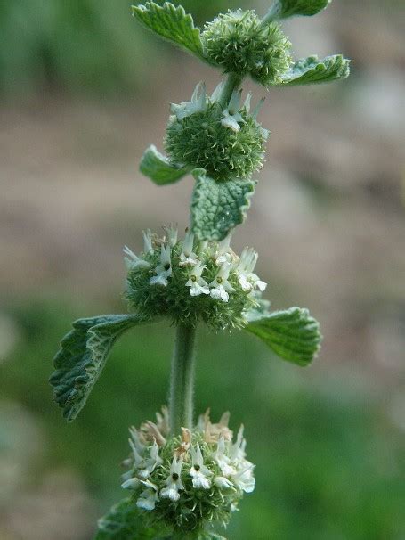 Marrubium vulgare – Bee Happy Plants