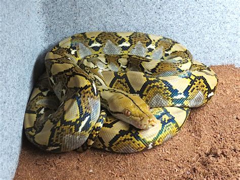 RETICULATED PYTHONS - MAINLAND