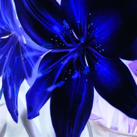 Blue lilly electric colour | Blue lilies, Blue flowers, Blue lily