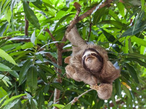 Why are sloths slow? And six other sloth facts | Stories | WWF