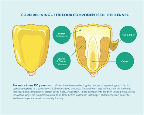 Four Components of the Kernel | Corn Refiners Association