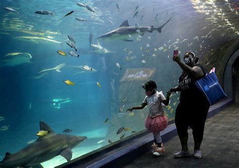 As N.J. aquarium reopens at low capacity, you’ll have the sharks all to ...