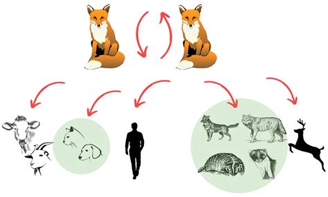 The Role of Birds in Rabies Transmission: Investigating Behaviors and ...