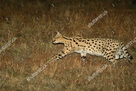 Serval Felis Serval Adult Stalking Prey Editorial Stock Photo - Stock ...