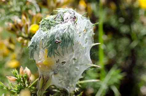 How Long Can Spider Mites Survive Without Plants?