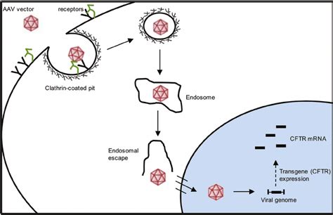 Drp 1 For Adeno Associated Virus