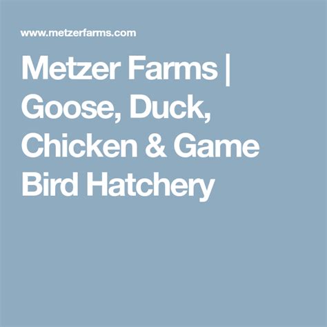 Metzer Farms | Goose, Duck, Chicken & Game Bird Hatchery Hatching Duck Eggs, Hatching Eggs For ...