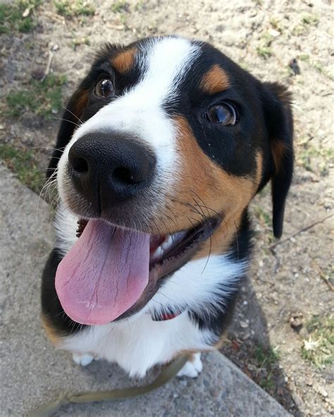 Meet Roman, a happy Entlebucher Mountain Dog puppy. : r/aww