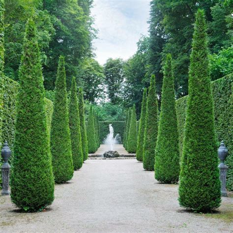 Thuja Occidentalis Smaragd NZ Formal Conifer | Easy Big Trees