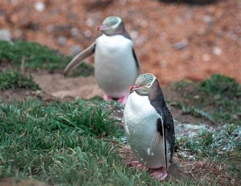 Oamaru Penguins: where to find them and which viewing experience is best — Walk My World