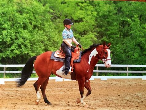 Western Dressage for Horse Rookies: A Beginner's Guide - Horse Rookie