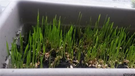 growing wheat grass! on Make a GIF