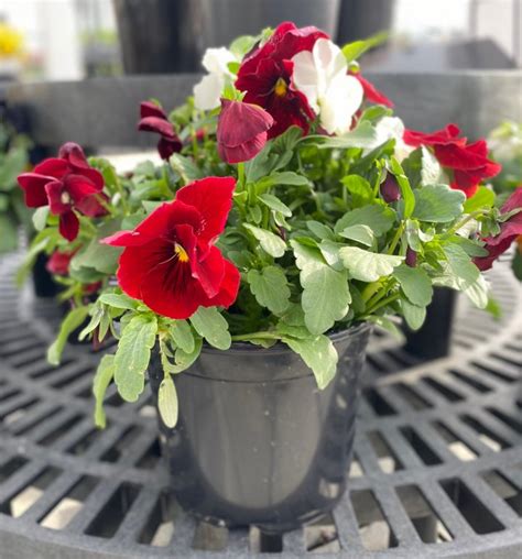 Pansy Combination Red/White 8″ - Outdoor Showplace