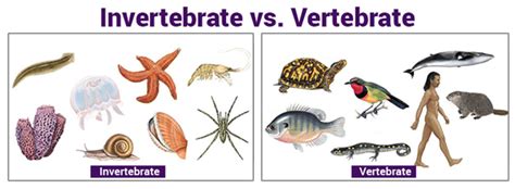 Related image | Vertebrados, Animais vertebrados e invertebrados, Vertebrados e invertebrados