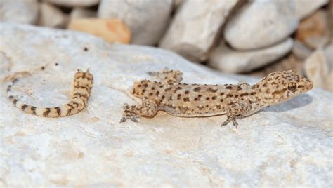 How Lizards Self-Amputate Their Tails Revealed – With A Twist | IFLScience