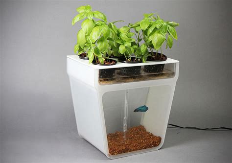 Home Aquaponics Kit