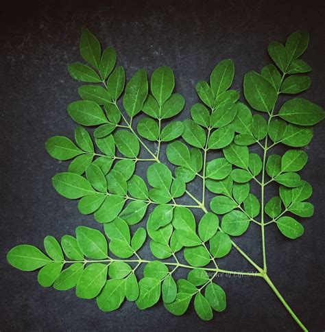 Health benefits of moringa leaves – Artofit