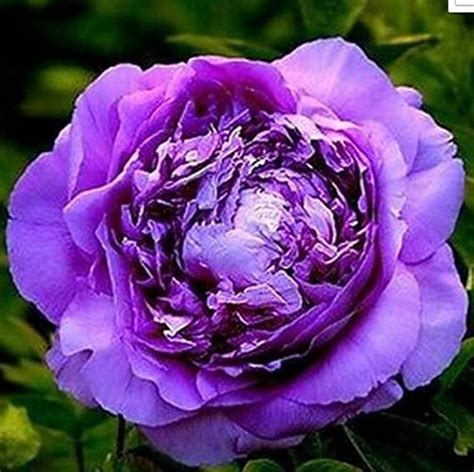 Peony PURPLE QUEEN Paeonia Lactiflora 5 or 20 Seeds - Etsy