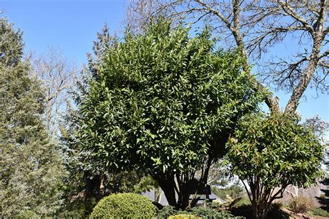 California Bay Laurel (Umbellularia californica) in Issaquah Seattle Bellevue Redmond Renton ...