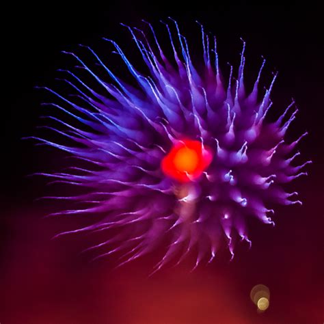 purple firework-1449