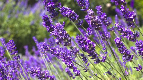 How to grow lavender in pots: expert tips for success | Homes & Gardens