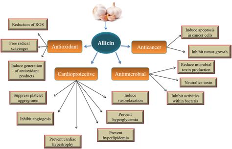 Therapeutic effects of allicin. Allicin is the active constituent of ...