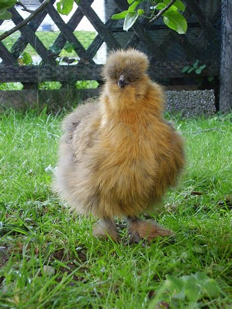 Silkie Chicken Breed Guide: Care, Background, and How-To Guide