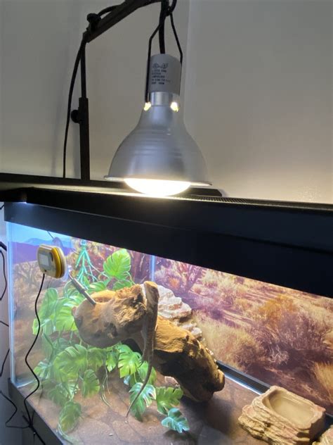 Light set up | Enclosures | Bearded Dragon .org