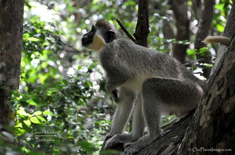 Green Monkeys, Barbados (Eastern Caribbean)