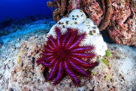 Crown of Thorns Starfish: All About the Deadly Beauty - Scuba.com