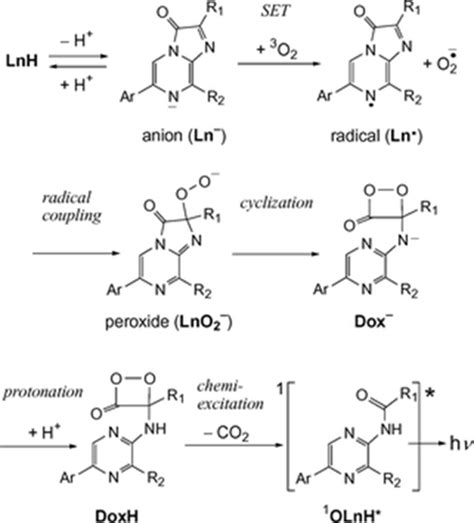 Luciferase - Bioluminescence