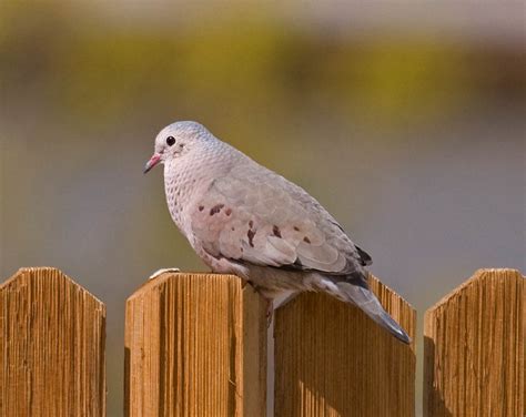 Common Ground-Dove in Borrego Springs - Greg in San Diego