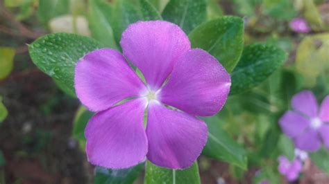 madagascar periwinkle flower on a plant 13843399 Stock Photo at Vecteezy