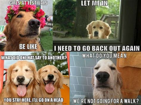 19 of the Very Best Golden Retriever Memes | Dog breeds, Dog memes, Dogs