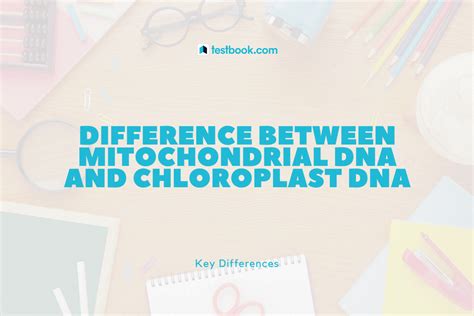 Learn Difference Between Mitochondrial DNA and Chloroplast DNA