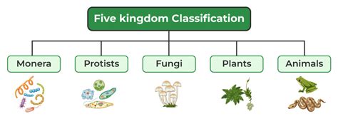 Biological Kingdoms: A Detailed Overview