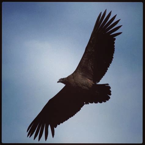 Condor | Birds in the sky, Bird pictures, Power animal