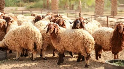 Sheep Farming For Beginners: Is It Profitable Or Risky For Newbie Farmers?