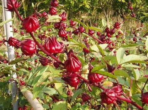 Health Benefits and Uses of Zobo Leaves - Agric4Profits