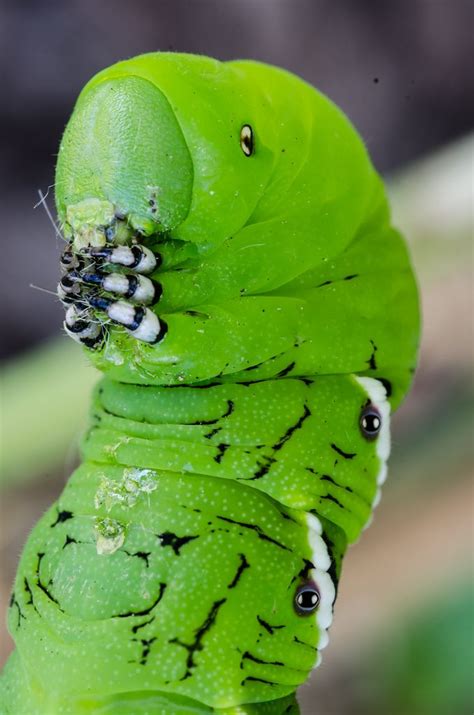 Manduca quinquemaculata - Tomato Hornworm Life Cycle