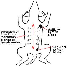 Mammary (breast) cancer in dogs.