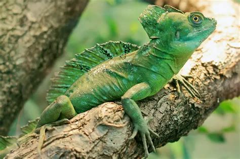 Green Basilisk: Characteristics, Care & Feeding