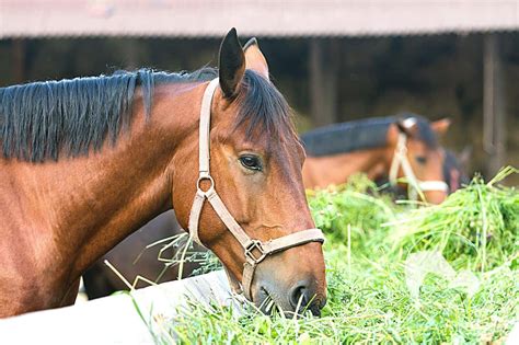 Just The Basics About A Horse Digestive System - Horses & Foals