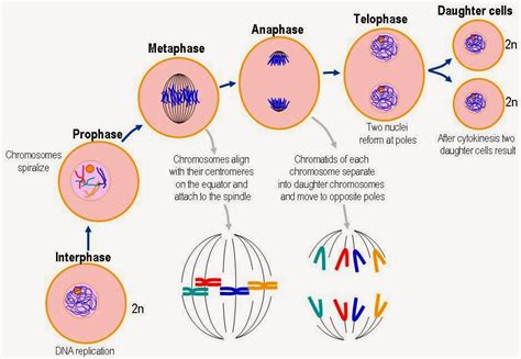 Biología: La ciencia de la vida: 1.7. Reproducción celular.