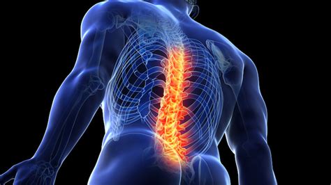 Immune System Discovery Could Benefit Spinal Cord Injuries