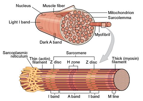 Skeletal Muscle: Structure and Contraction | BIO103: Human Biology