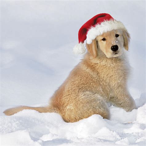 Golden Retriever In Santa Hat Photograph by Rolf Kopfle